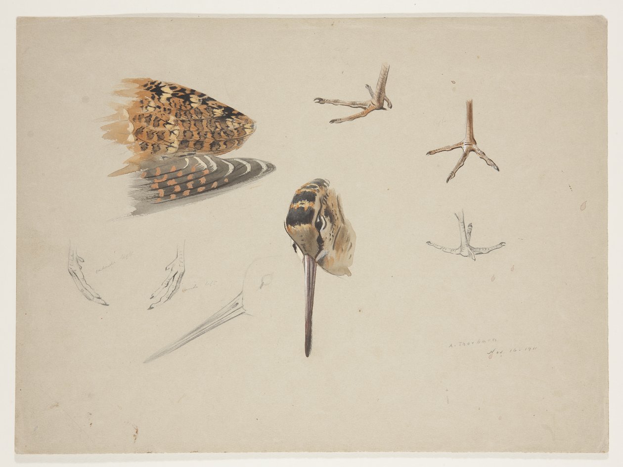 Dziób, łapy i skrzydło słonki, ok. 1915 (akwarela i farba do ciała na ołówku na papierze) autorstwa Archibald Thorburn