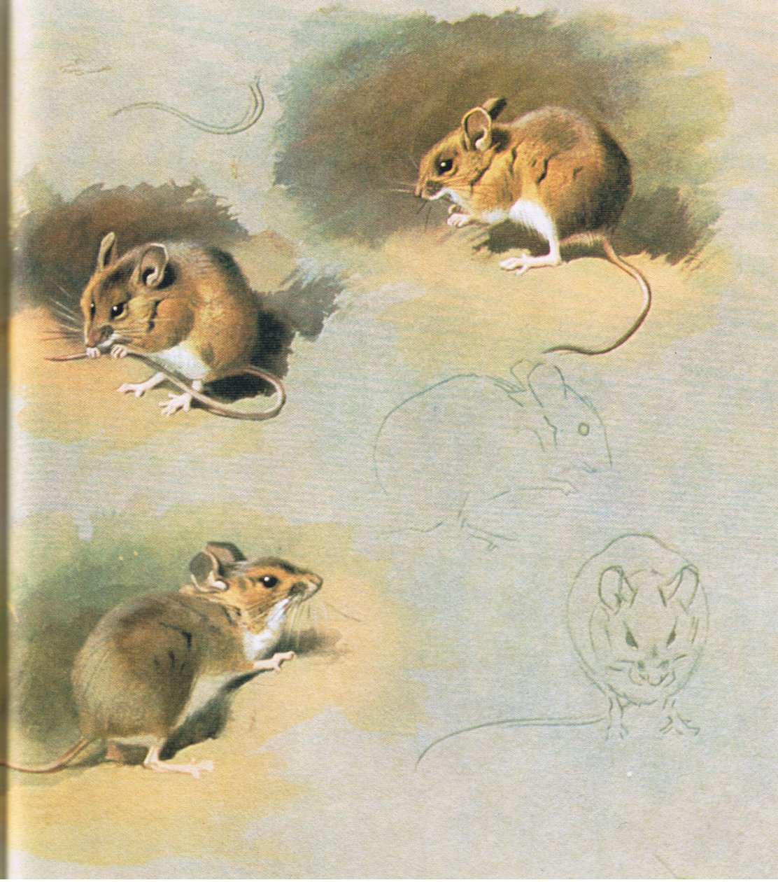 Woodmouse, wyd. przez Book Club Associates, 1972 autorstwa Archibald Thorburn