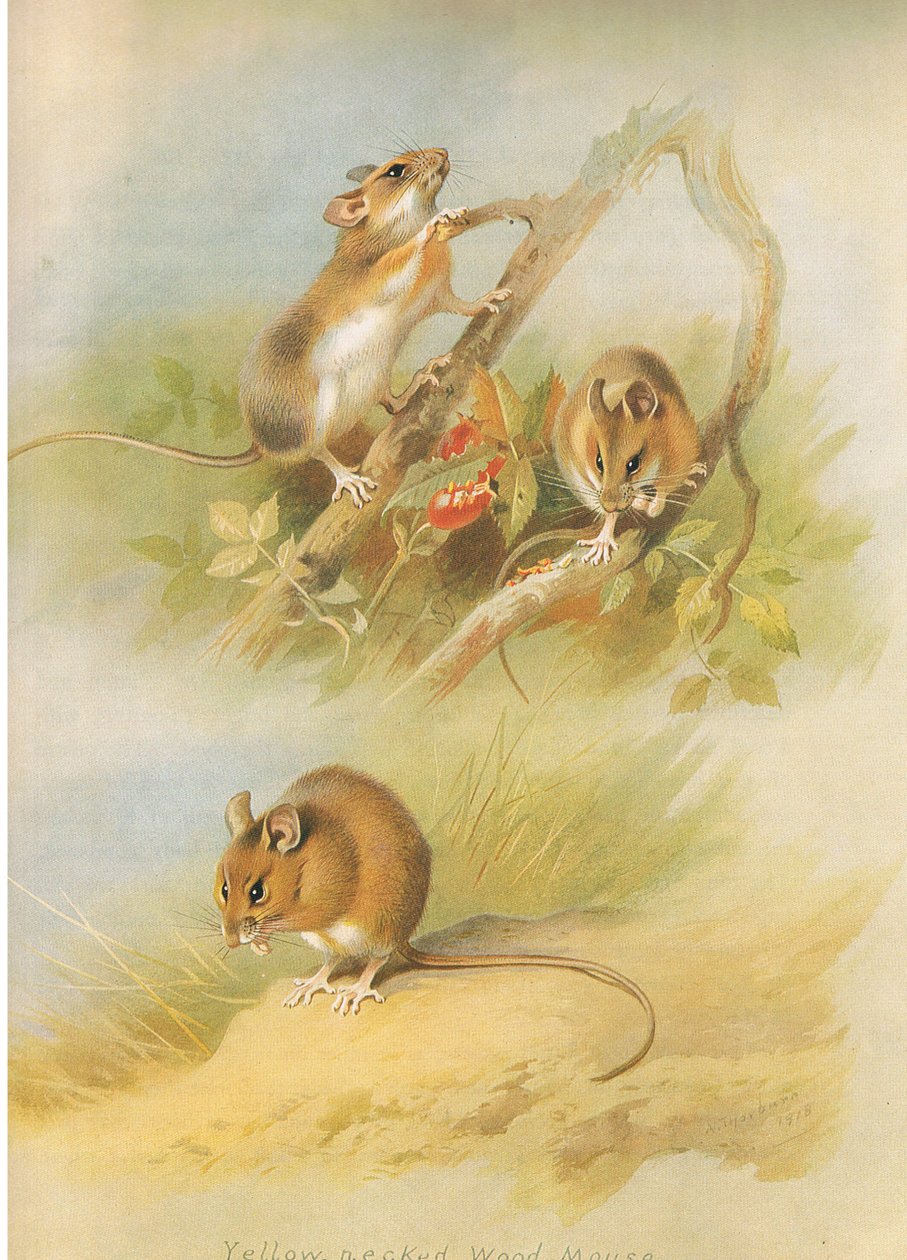 Yellow Necked Mouse i St Kilda Woodmouse, z książki Thorburn