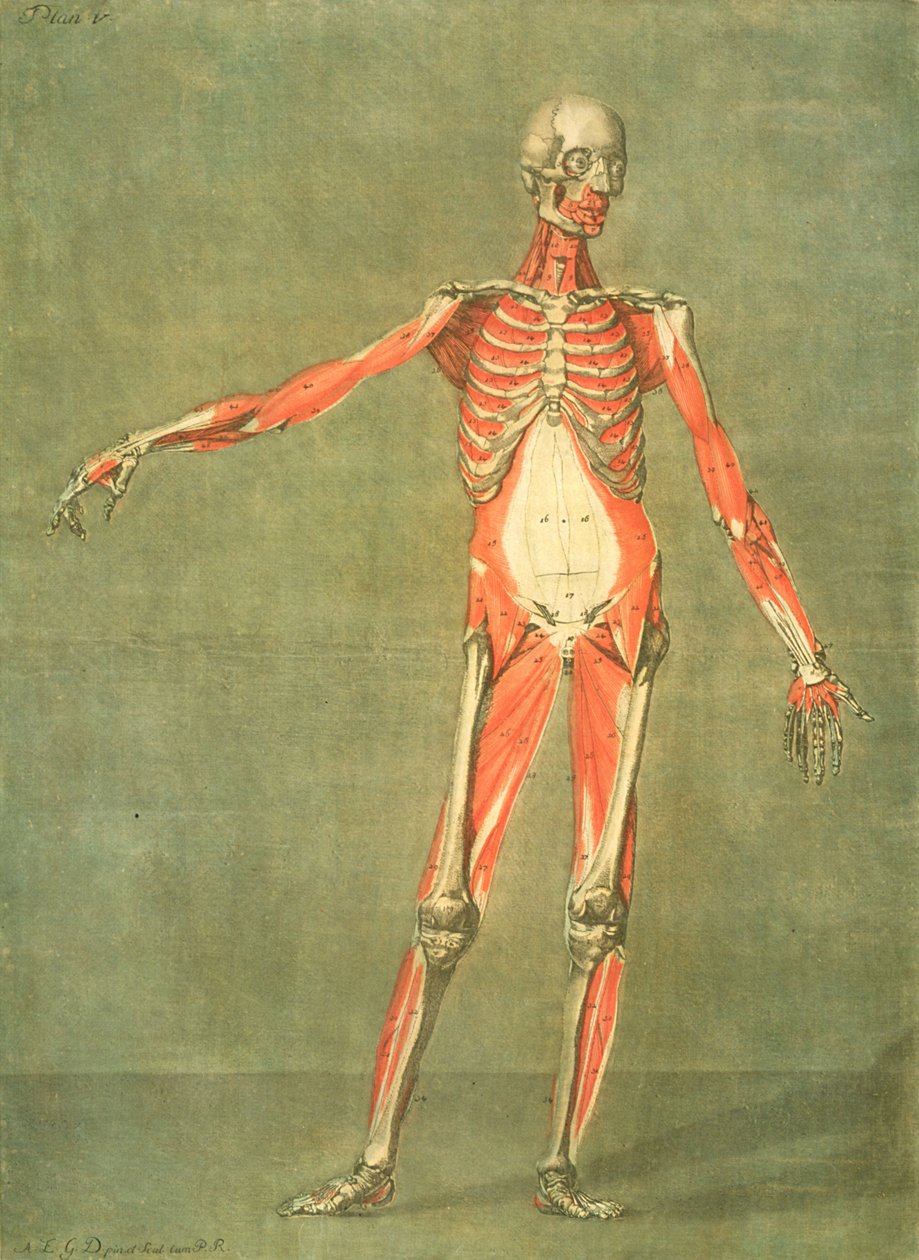Głębszy układ mięśniowy przodu ciała, płyta 5 z pełnego kursu anatomii z tekstem Jadelot, grawerowanym przez artystę, wyd. 1773 (mezzotinta) autorstwa Arnauld Eloi Gautier D