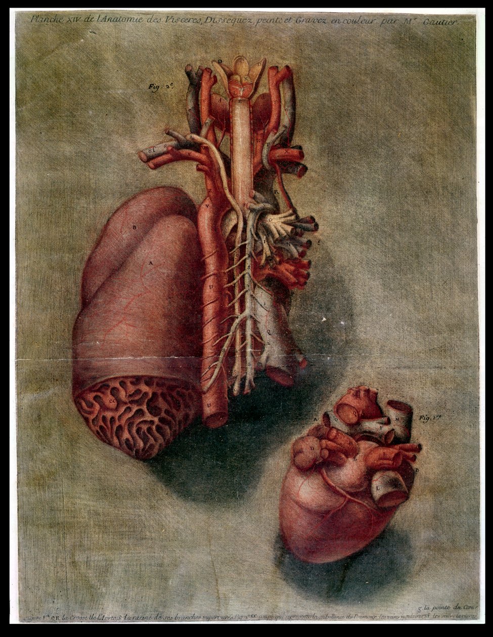 Serce, płyta z "Anatomii wnętrzności, preparowana, malowana i grawerowana przez Gautiera" (kolorystyka) autorstwa Arnauld Eloi Gautier D