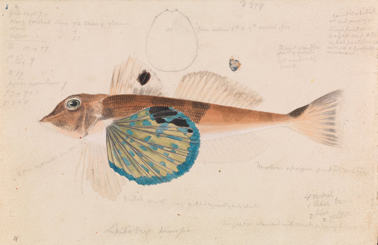 Butterfly Gurnard, Lepidotrigla vanessa autorstwa Arthur Bartholomew