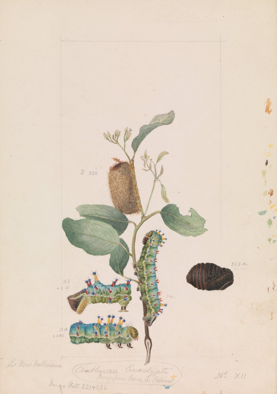Cesarz Gum Moth, Opodiphthera eucalypti autorstwa Arthur Bartholomew