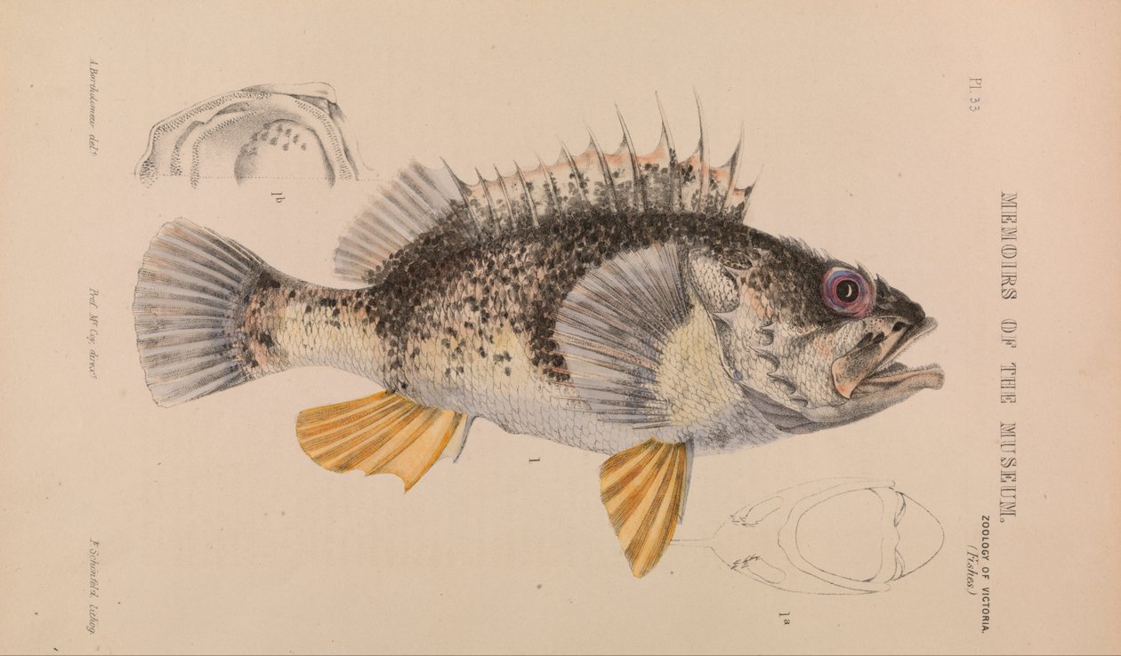 Okoń oceaniczny, Helicolenus percoides autorstwa Arthur Bartholomew