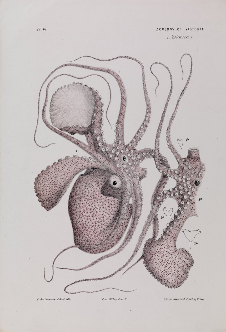 Paper Nautilus, Argonauta nodosa autorstwa Arthur Bartholomew