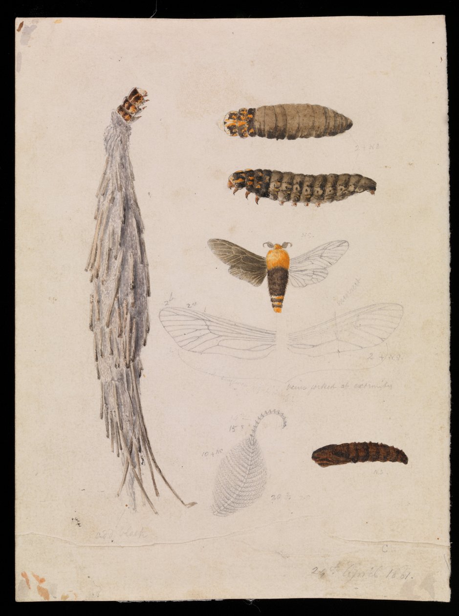 Ćma Saundersa, Metura elongatus autorstwa Arthur Bartholomew
