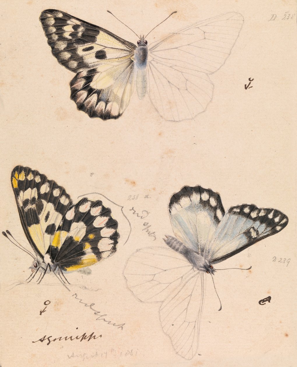 Wood White Butterfly, Delias aganippe autorstwa Arthur Bartholomew
