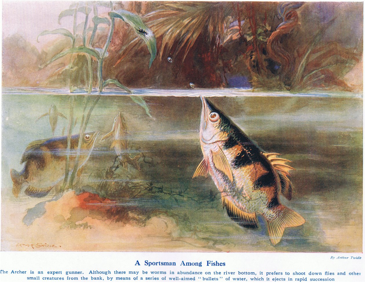Sportowiec wśród ryb, ilustracja z "Wonders of Land and Sea", opublikowana przez Cassell, Londyn, 1914 r. autorstwa Arthur Twidle