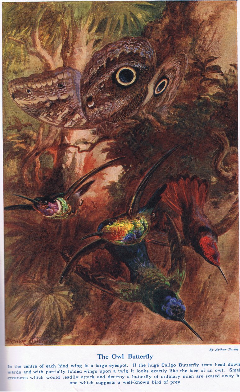 The Owl Butterfly, ilustracja z „Cuda ziemi i morza”, wydanej przez Cassell, Londyn, 1914 autorstwa Arthur Twidle