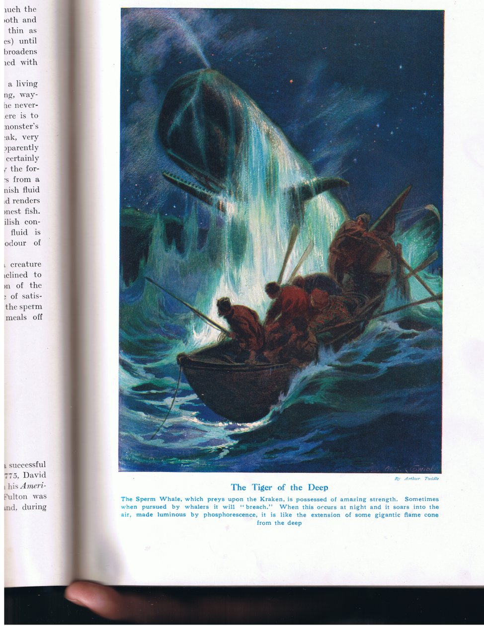 Tygrys z głębin, ilustracja z „Cuda ziemi i morza”, wydanej przez Cassell, Londyn, 1914 autorstwa Arthur Twidle