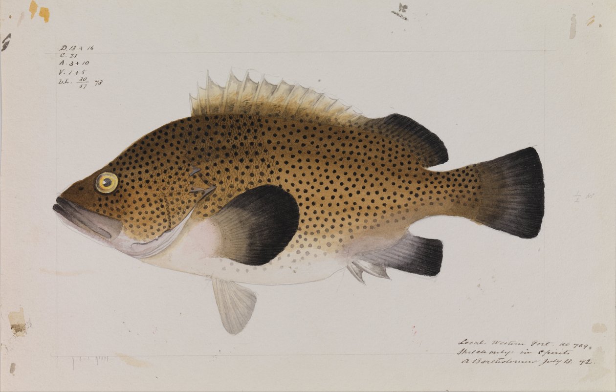 Wirra wschodnia, Acanthistius ocellatus autorstwa Arthur Bartholomew