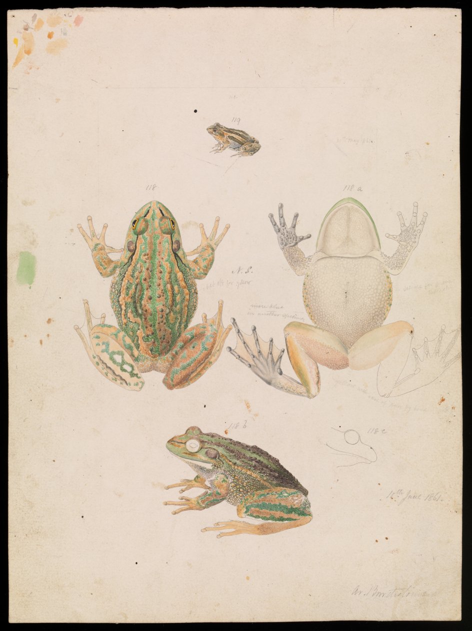 warcząca żaba trawiasta, Litoria raniformis autorstwa Arthur Bartholomew