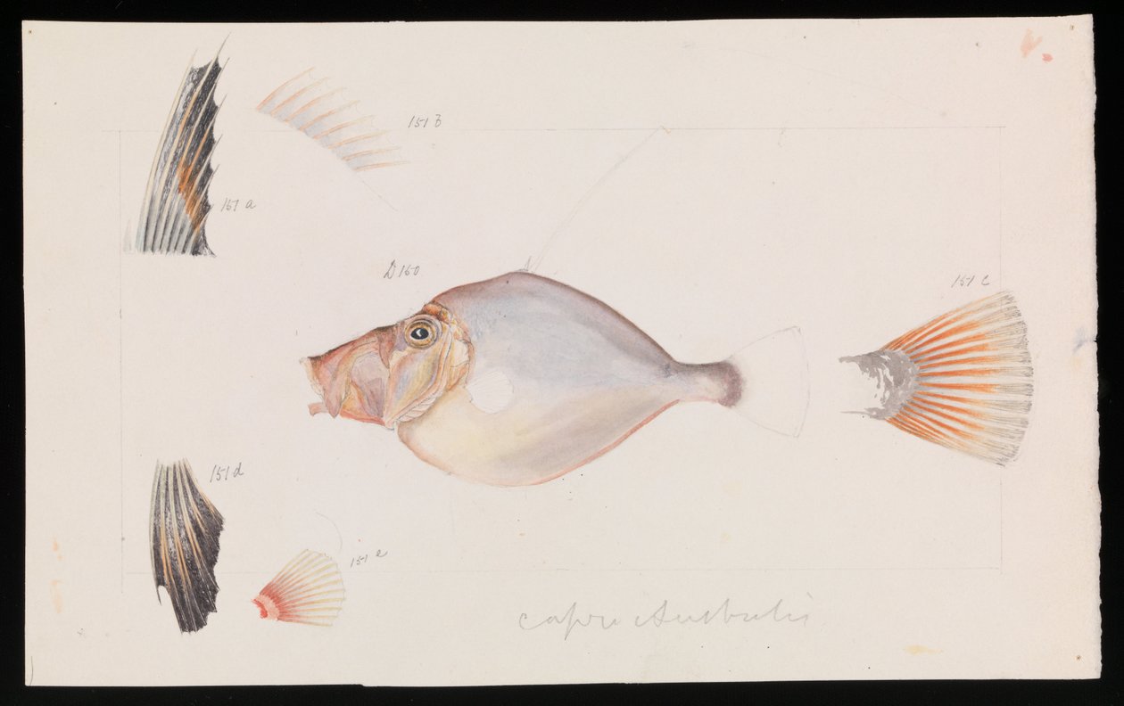 Srebrna Dory, Cyttus australis autorstwa Arthur Bartholomew