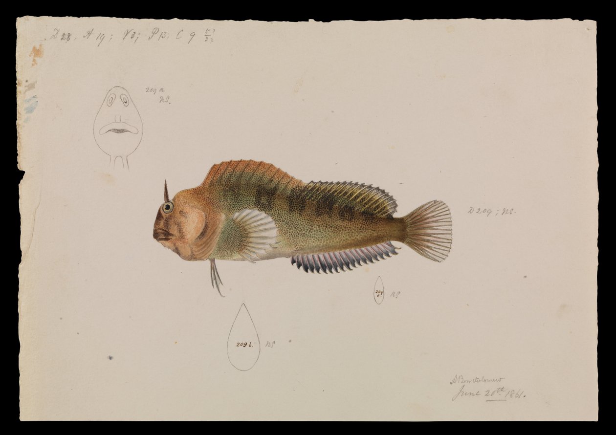 Tasmański Blenny, Parablennius tasmanianus autorstwa Arthur Bartholomew
