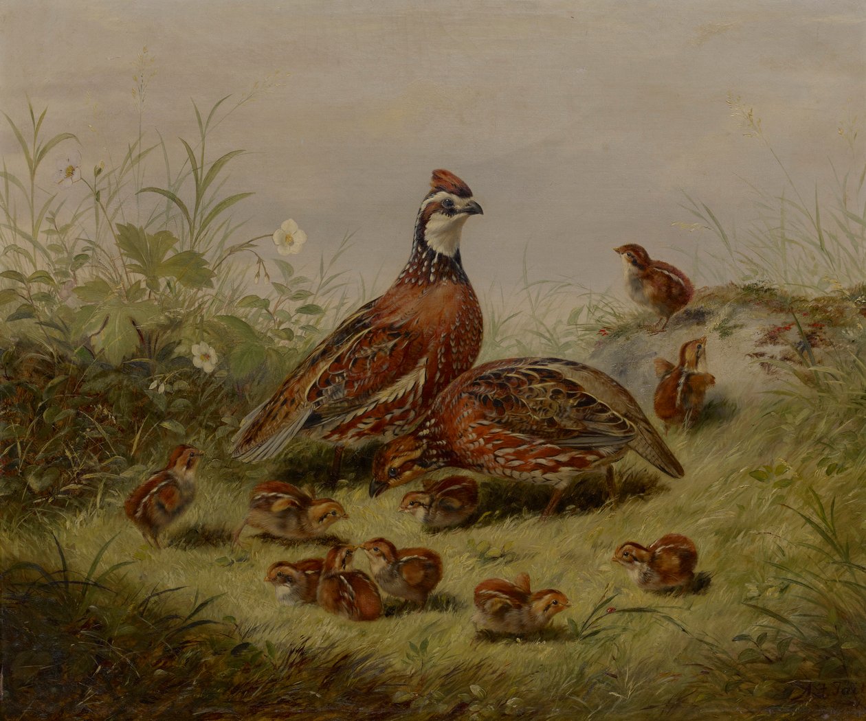 Przepiórka i Młode autorstwa Arthur Fitzwilliam Tait