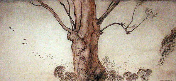 Drzewo Barbary (pióro, tusz i akwarela na papierze) autorstwa Arthur Rackham