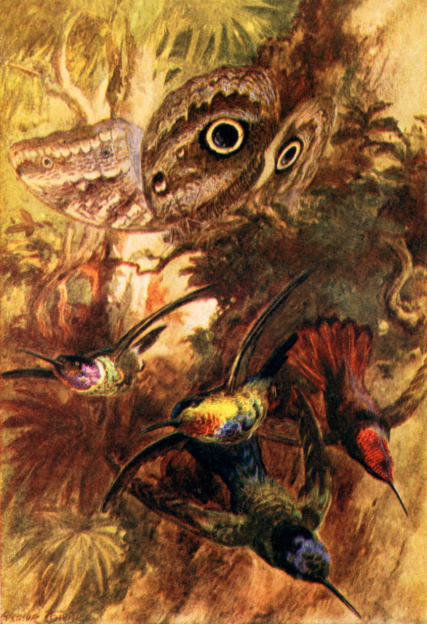 Motyl sowa (litografia kolorowa) autorstwa Arthur Twidle