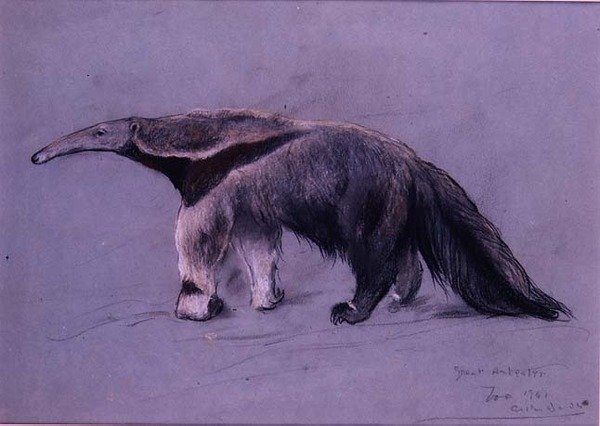 Wielki Mrówkojad autorstwa Arthur Wardle