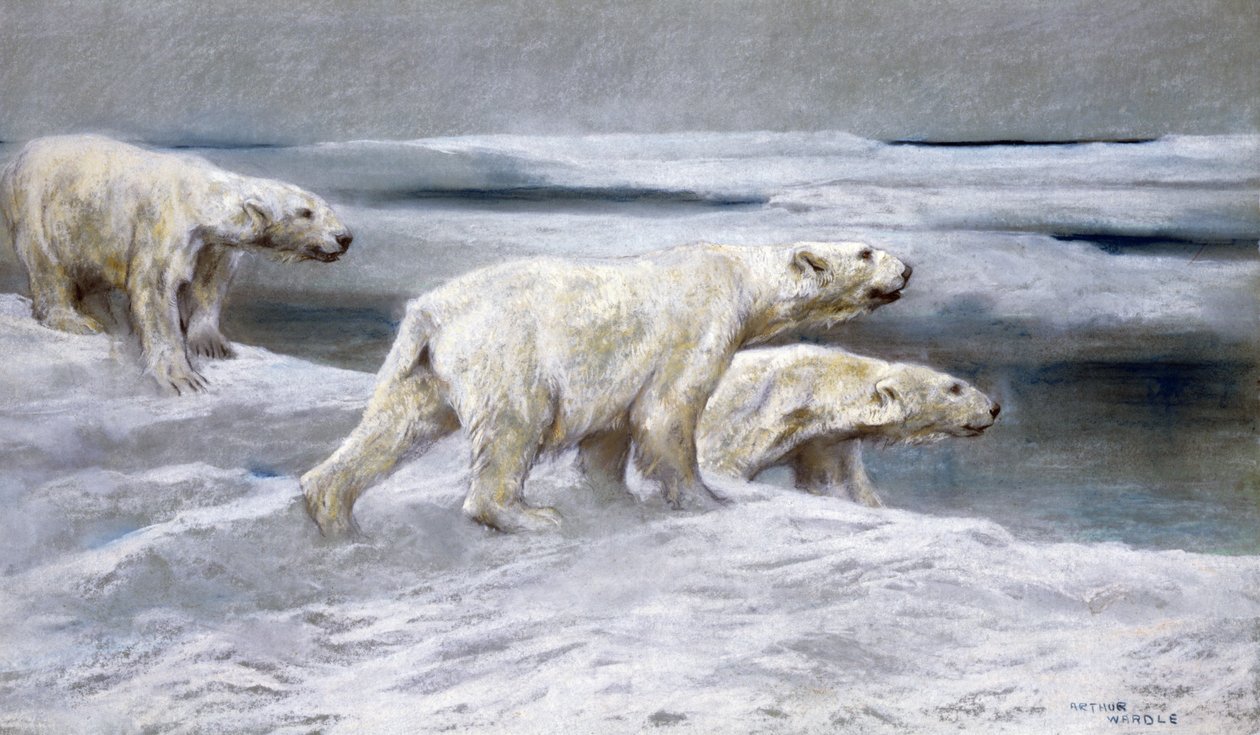 Niedźwiedzie polarne, ok. 1900 (kolorowe kredy na szarym papierze) autorstwa Arthur Wardle