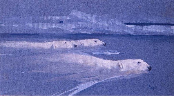 Pływające niedźwiedzie polarne (akwarela) autorstwa Arthur Wardle