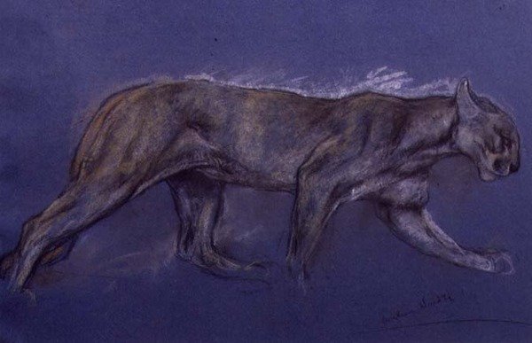 Puma (kreda na papierze) autorstwa Arthur Wardle