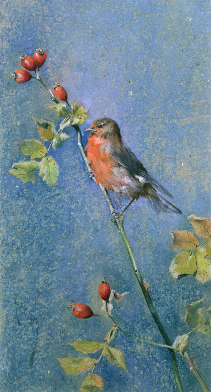 Robin na gałęzi autorstwa Arthur Wardle