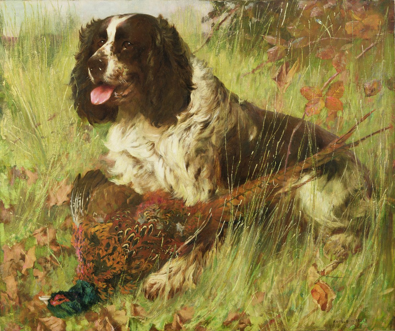 Springer spaniel z bażantem autorstwa Arthur Wardle