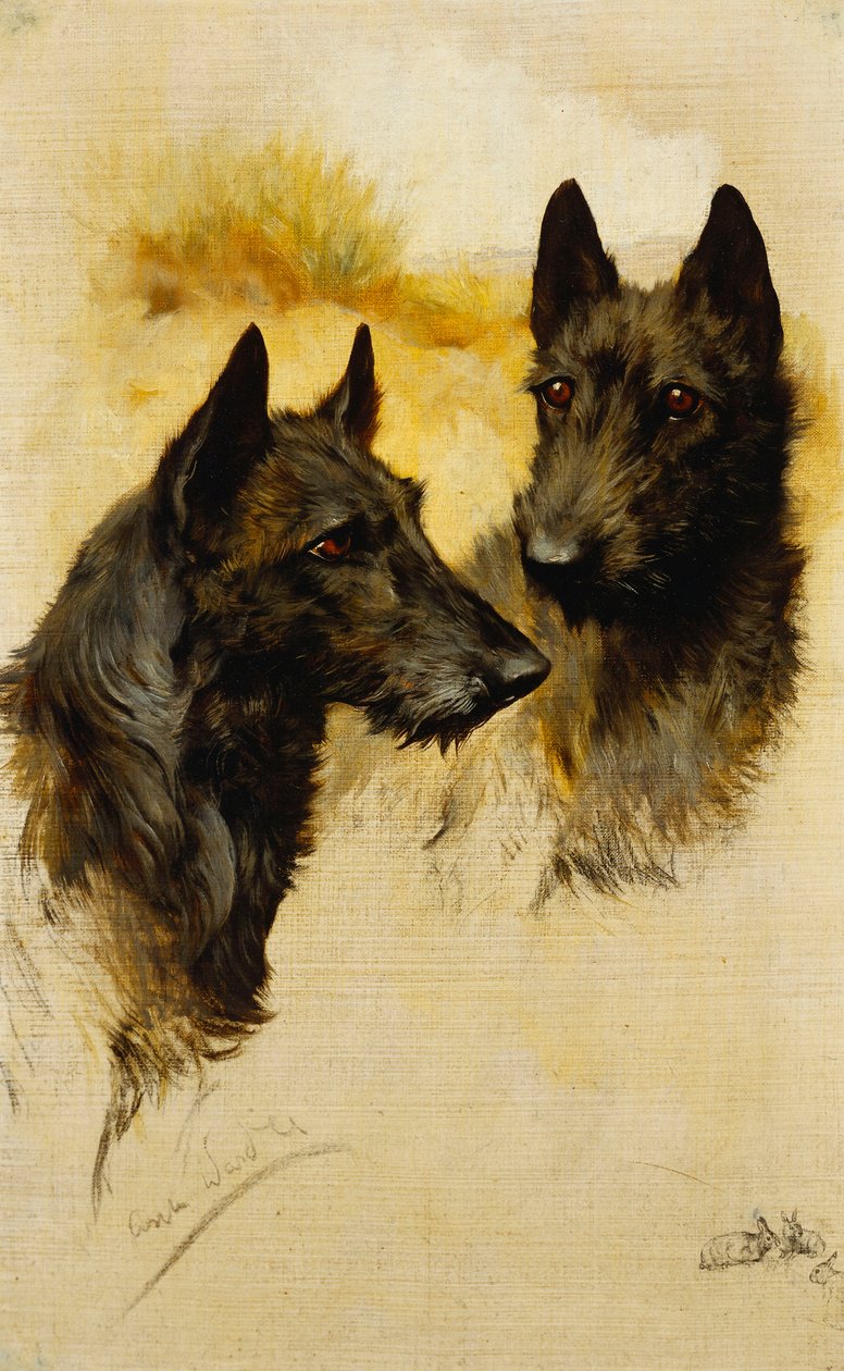 Dwa teriery szkockie (olej na płótnie) autorstwa Arthur Wardle