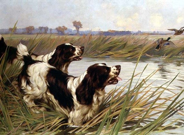 Dwa springery goniące kaczki krzyżówki autorstwa Arthur Wardle