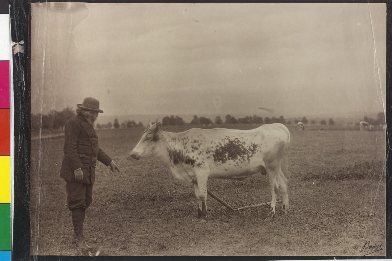 Krowa - Welser piebald autorstwa Artist Unknown