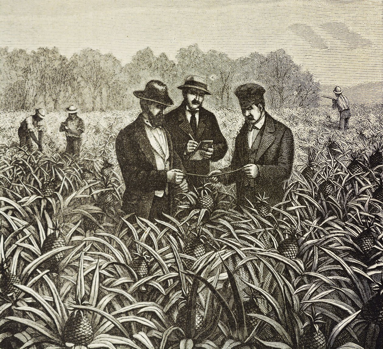 Anglia (XIX w.). Kolonizacja (1880). Sadzenie ananasów na Bahamach. Angielska kolonia na wyspie New Providence. Ananasy były jednym z najważniejszych produktów eksportowych z portu w Nassau. Rycina. Kolekcja prywatna autorstwa Artist Unknown