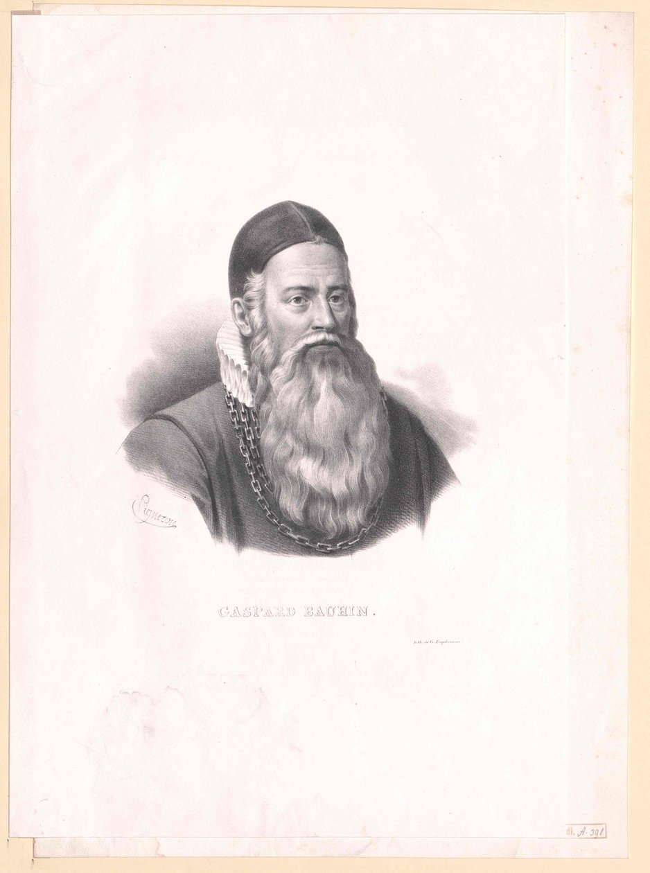 Kaspar Bauhin autorstwa Artist Unknown
