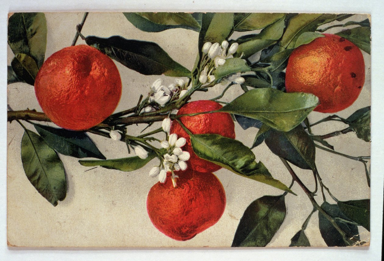 Pomarańcze, pocztówka autorstwa Artist Unknown
