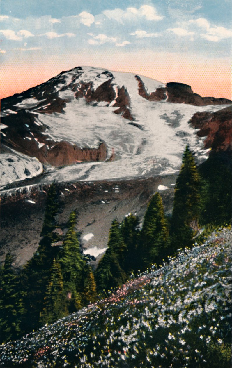 Lilie lawinowe, rosnące na Mount Rainier, c1916 autorstwa Asahel Curtis