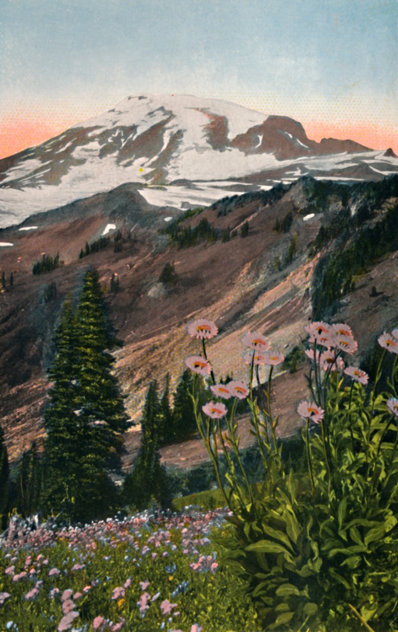 Fioletowe Astry, w Parku Narodowym Mount Rainier, c1916 autorstwa Asahel Curtis