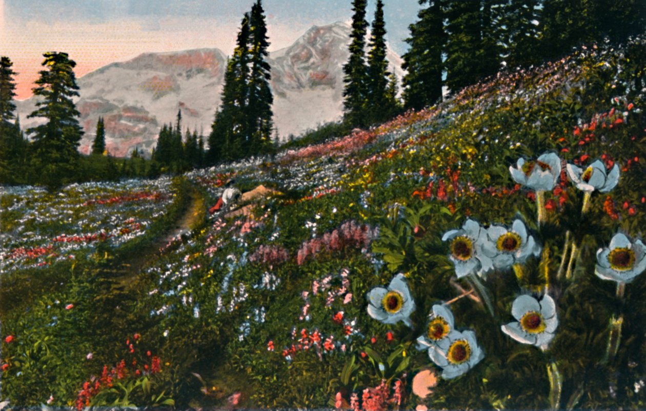 Zawilec w Parku Narodowym Mount Rainier, ok. 1916 r. autorstwa Asahel Curtis