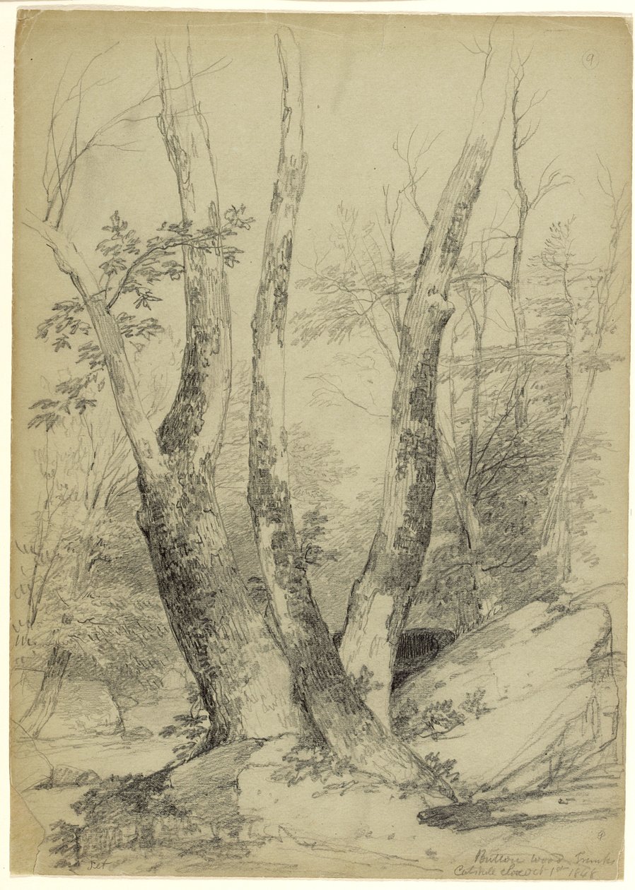 Buttonwood Trunks, Catskill Clove, Nowy Jork, 1848 (grafit na szaro-zielonym papierze) autorstwa Asher Brown Durand