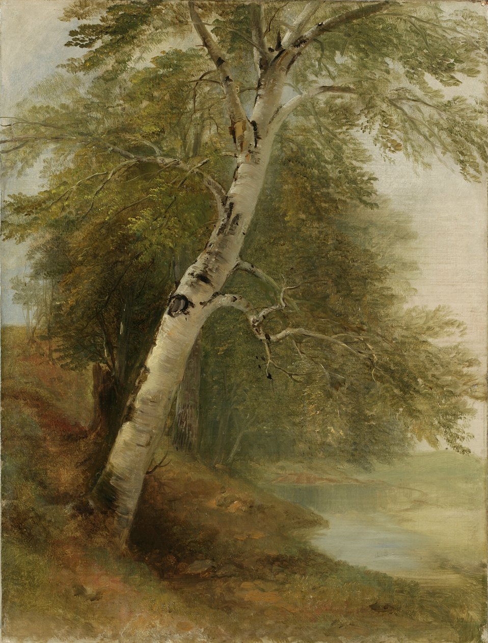 Studium przyrodnicze: Brzoza, 1860 autorstwa Asher Brown Durand