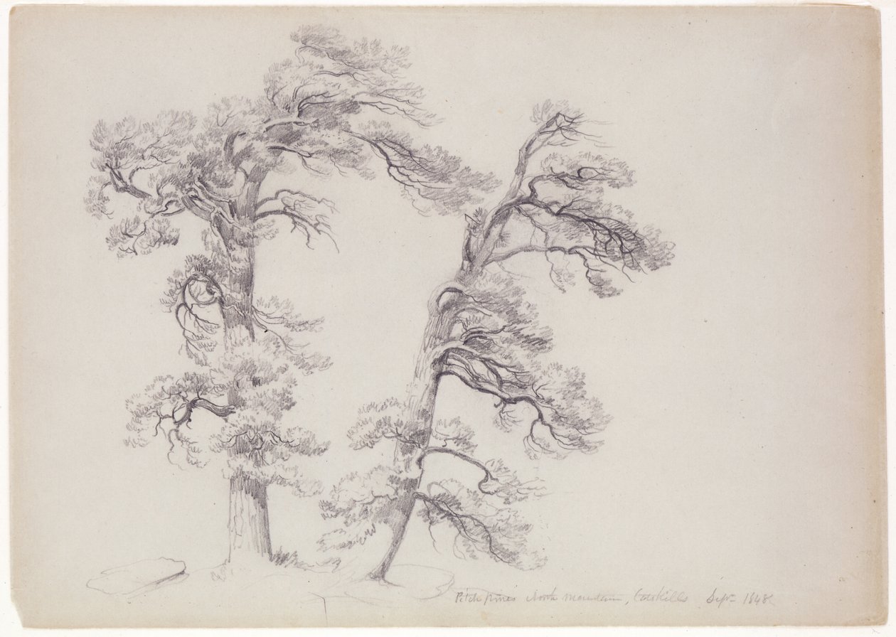 Pitch Pines, North Mountain, Catskills, Nowy Jork, 1848 (grafit na szaro-zielonym papierze) autorstwa Asher Brown Durand
