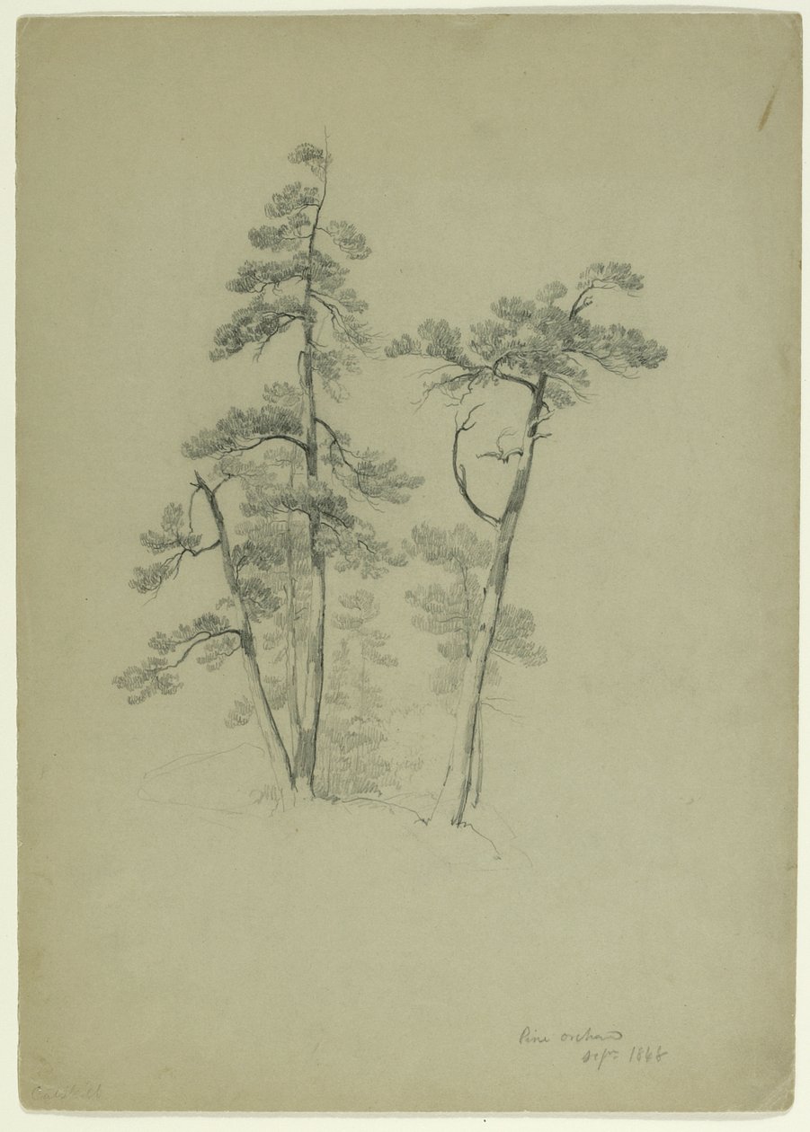 Study of Trees, Pine Orchard, Catskill, Nowy Jork, 1848 (grafit na szaro-zielonym papierze) autorstwa Asher Brown Durand