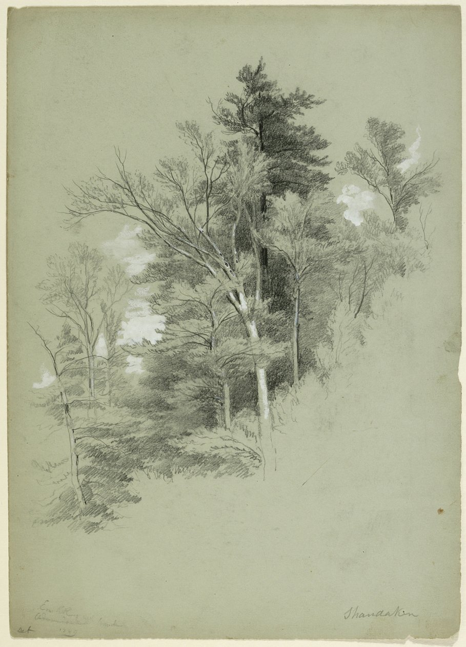 Study of Trees, Shandaken, New York, 1849 (grafit, biały gwasz i biały ołowiany pigment na szarozielonym papierze) autorstwa Asher Brown Durand