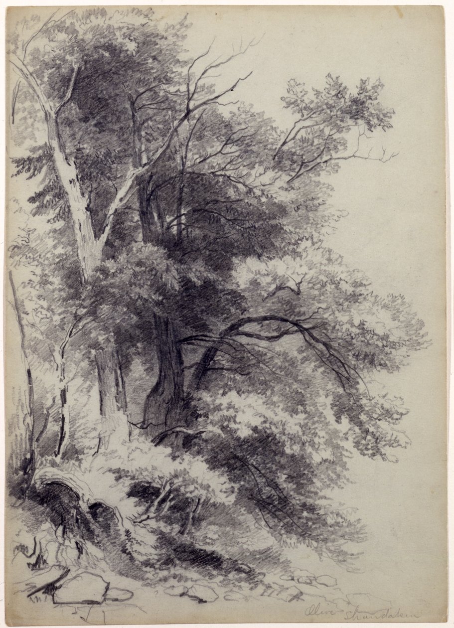 Study of Trees, ShandakenOlive, Nowy Jork, 1852 (grafit z wydrapaniem na szarozielonym papierze) autorstwa Asher Brown Durand