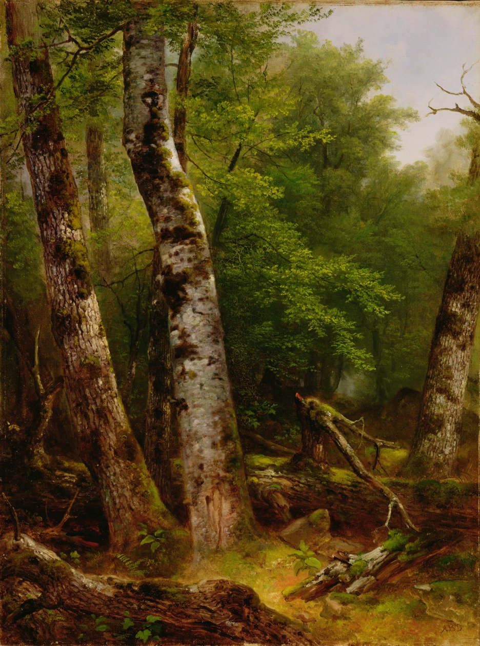 Brzoza i klony, 1855 autorstwa Asher Brown Durand