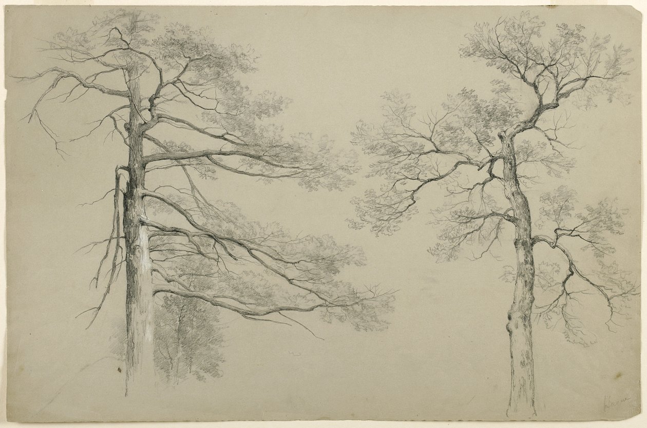 Study of Two Trees, Haga, Lake George, Nowy Jork, 1862 (grafitowo-biały gwasz na szarym papierze Bristol) autorstwa Asher Brown Durand