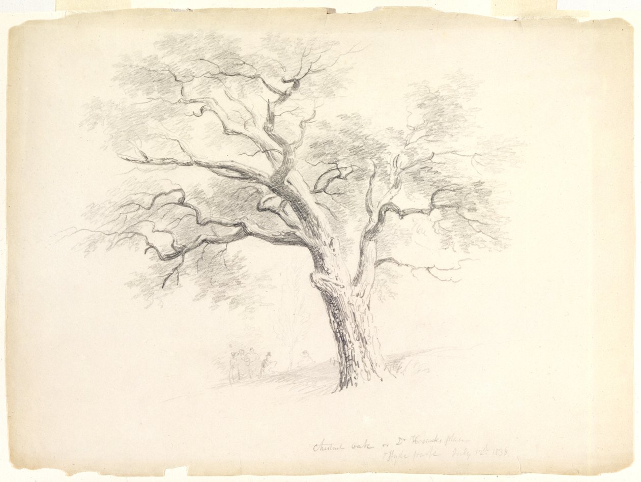 Dąb kasztanowy w posiadłości Hosack, Hyde Park, Nowy Jork z pięcioma figurami i szkicowaniem artysty, 1838 (grafit na papierze) autorstwa Asher Brown Durand