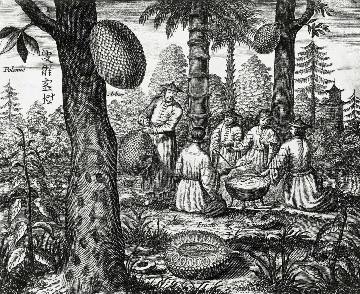 Chińskie owoce (Arbor polomie, chińska papaja), grawerowanie z chińskich zabytków autorstwa Athanasius Kircher