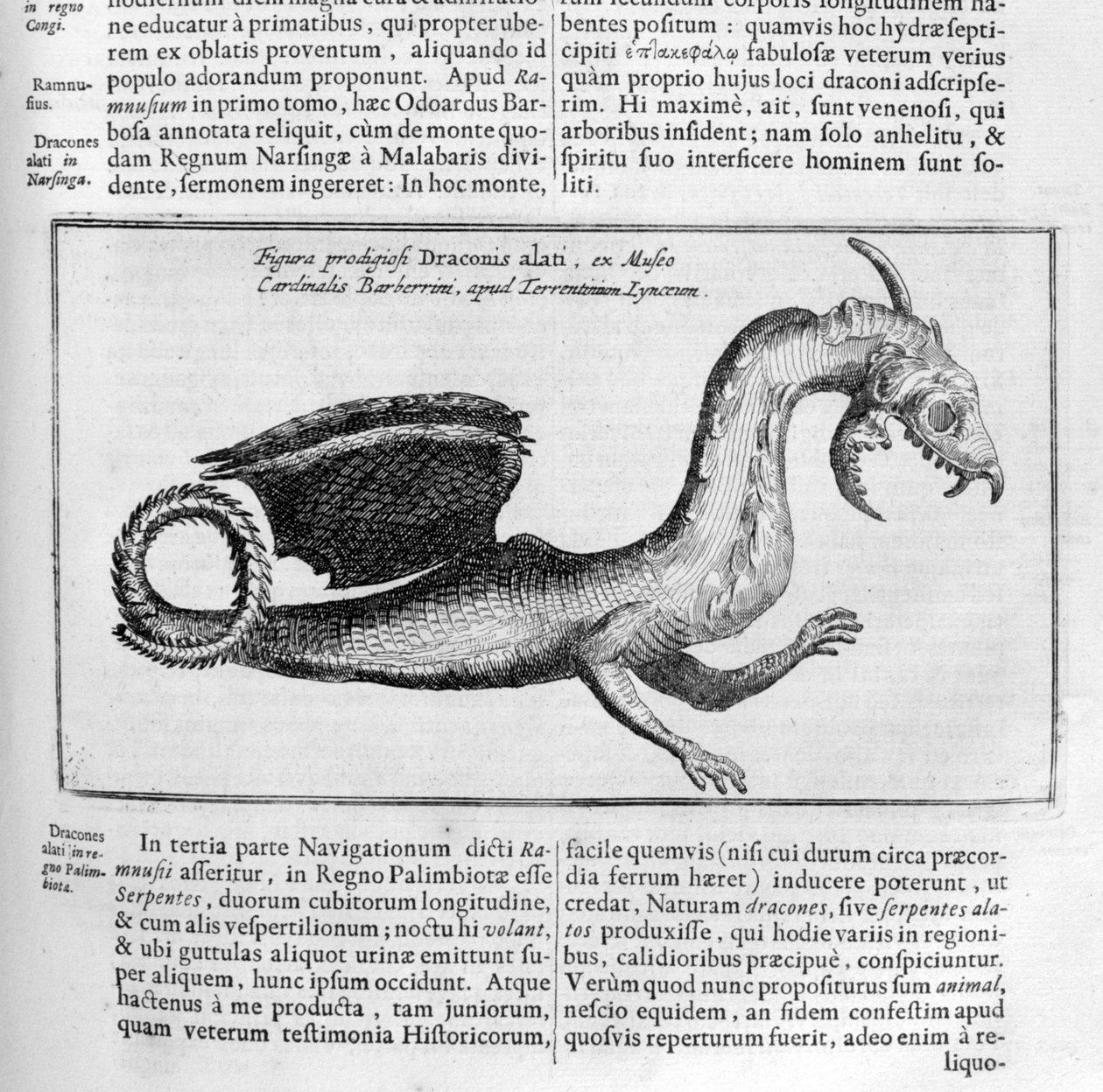 Smok, 1678 autorstwa Athanasius Kircher