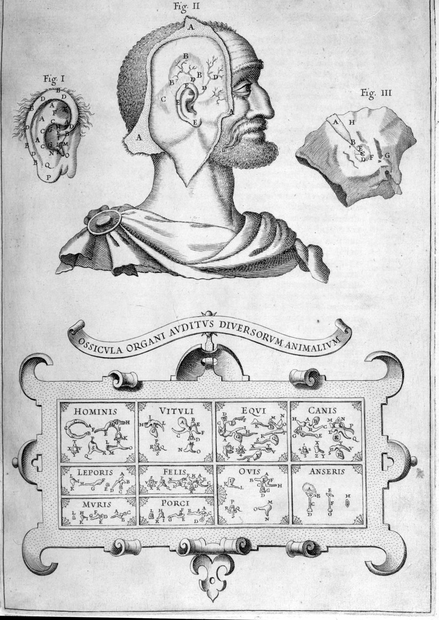 Słuch ludzki i inne gatunki zwierząt – Z „Musurgia Universalis” Athanasius Kircher, Rzym 1600 autorstwa Athanasius Kircher