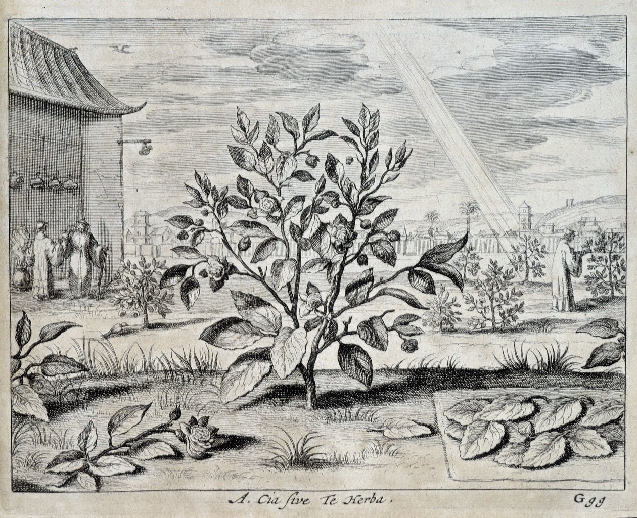 Le camellia - w „Chiny” autorstwa Athanase Kircher (lub Athanasius Kircheri) autorstwa Athanasius Kircher