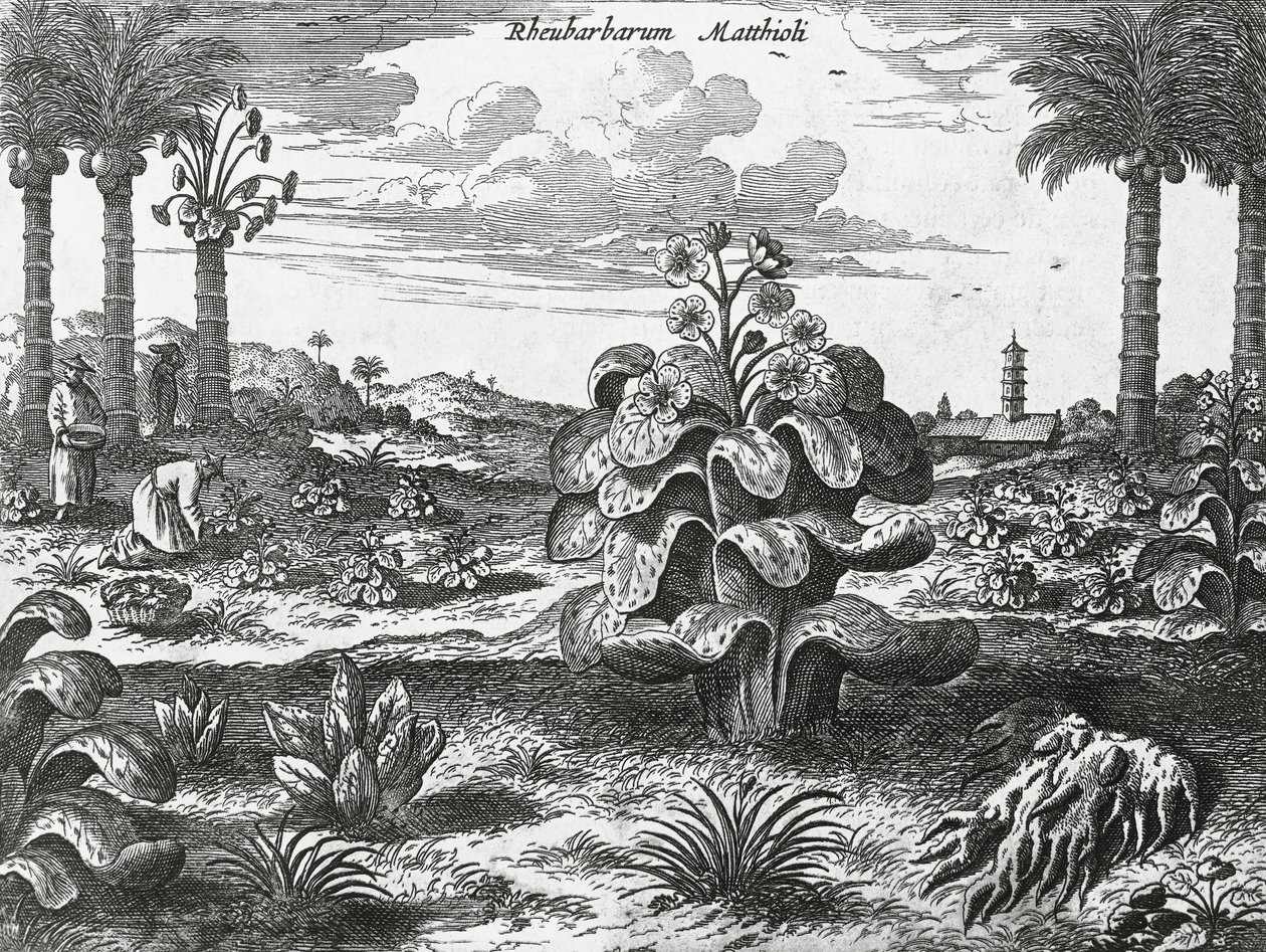 Roślina rabarbarowa, grawerowanie z zabytków Chin autorstwa Athanasius Kircher